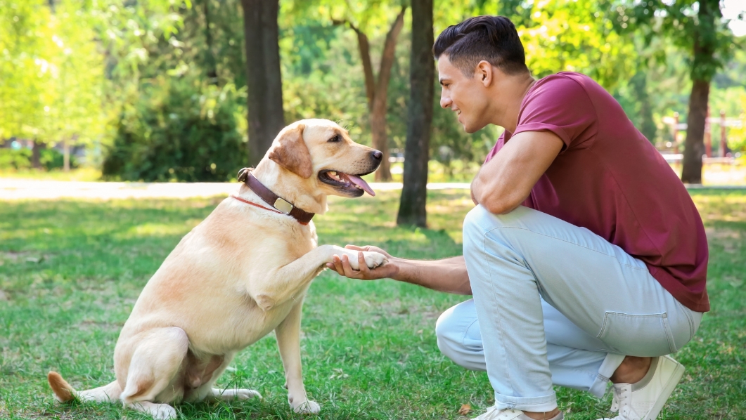 cane dà la zampa al padrone al parco