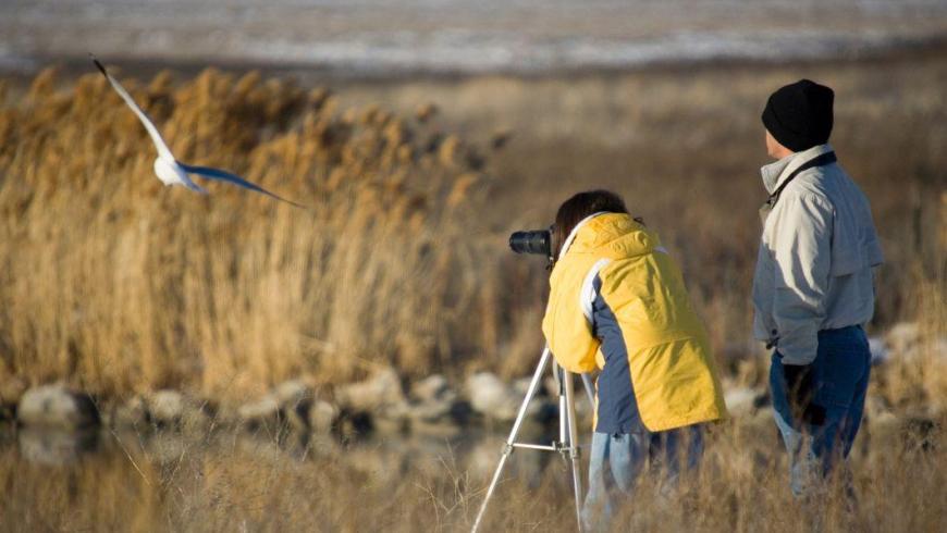 Due persone stanno fotografando un gabbiano in volo vicino a un canneto utilizzando una fotocamera con teleobiettivo montata su un treppiede