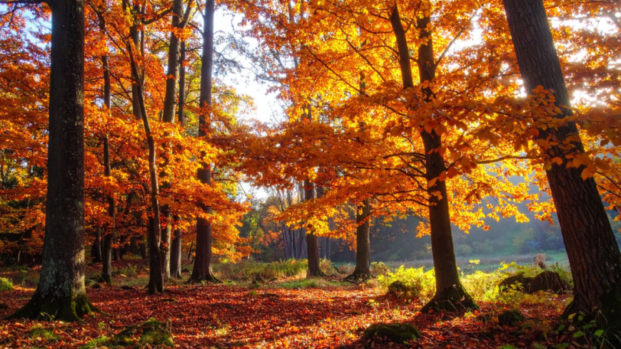 scorcio di un bosco in autunno
