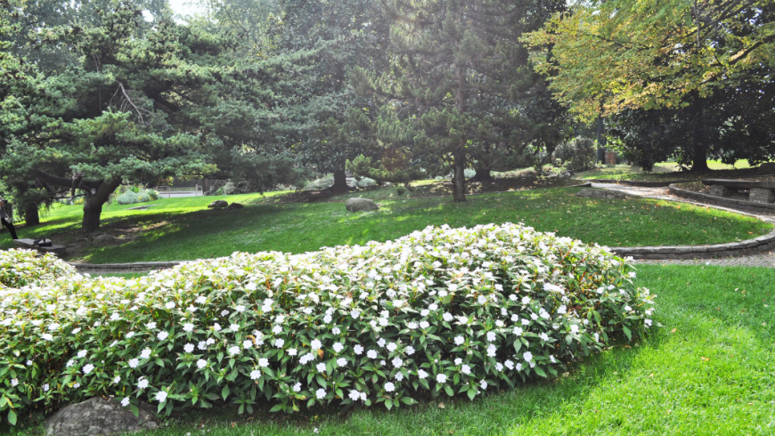 Cespuglio fiori bianchi parco Valentino