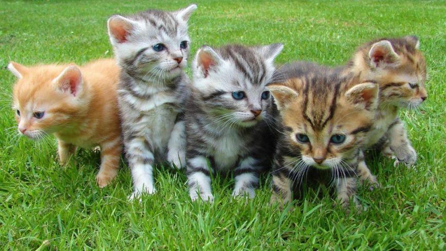 foto di cinque gattini in un prato
