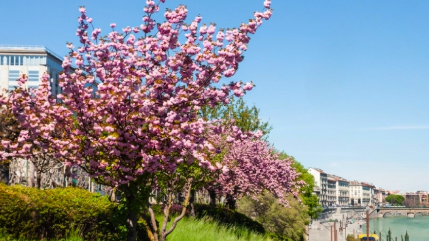 Albero con fiori rosa in primo piano