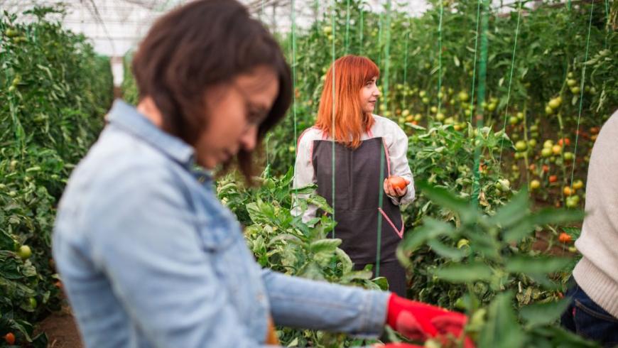 lavoro agricolo stagionale 