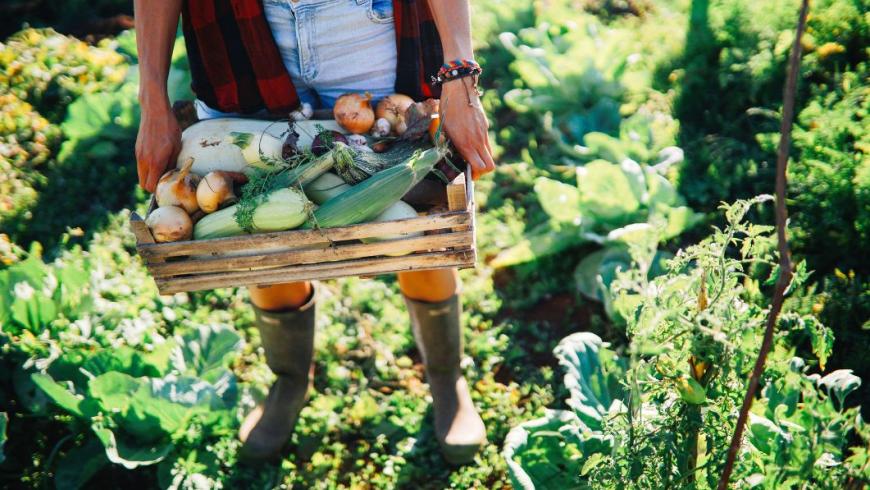 ragazzo con cassetta di verdure in un campo agricolo