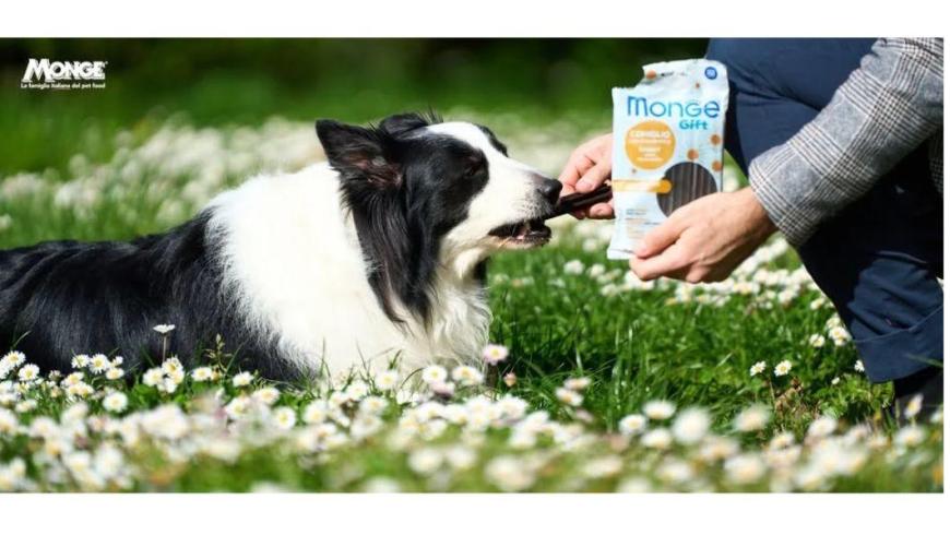 cane in un prato e un umano gli da del cibo di marca Monge
