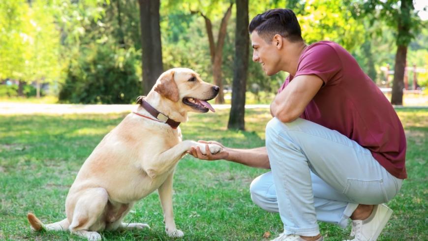 cane dà la zampa al padrone al parco